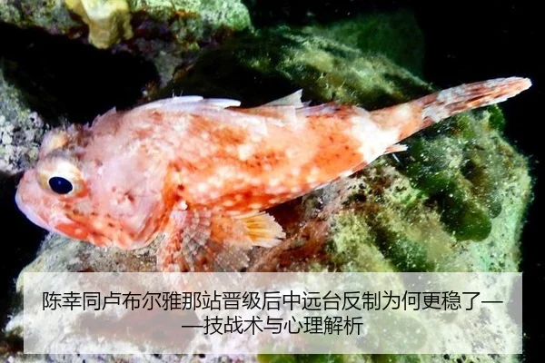 陈幸同卢布尔雅那站晋级后中远台反制为何更稳了——技战术与心理解析